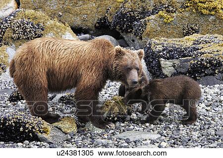 Coastal Brown Bear (Ursus arctos horibilis) mother with cubs foraging. Glacier Bay National Park, Southeast Alaska, USA. View Large Photo Image Stock Photography - Coastal Brown Bear (Ursus arctos horibilis) mother with cubs foraging. Glacier Bay National Park, Southeast Alaska, USA.. Fotosearch