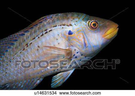 Picture - Cocktail Wrasse (Pteragogus flagellifer) Seopsom Island, Jeju-Do, South Korea (East Sea). Fotosearch
