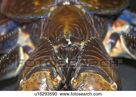 Stock Image - Coconut crab, Birgus latro, Rongelap, Marshall Islands, Micronesia. Fotosearch
