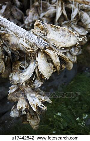Stock Image - Cod fish heads drying in the small fishing town of? in the Lofoton Island Group, Norway. This town has the shortest name of any town in the world!. Fotosearch