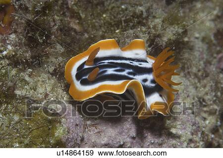 Colourful Nudibranch Chromodoris magnifica), orange, black & white coloured nudibranch, very clear view from above, Sipidan, Mabul, Malaysia. View Large Photo Image Stock Photo - Colourful Nudibranch Chromodoris magnifica), orange, black & white coloured nudibranch, very clear view from above, Sipidan, Mabul, Malaysia.. Fotosearch