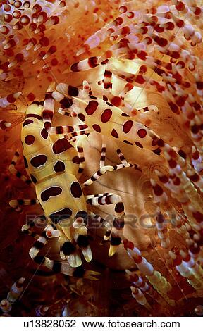 Commensal Shrimps (Periclimenes colemani). Mabul Island, Borneo, Malaysia (rr) View Large Photo Image Stock Image - Commensal Shrimps (Periclimenes colemani). Mabul Island, Borneo, Malaysia (rr). Fotosearch