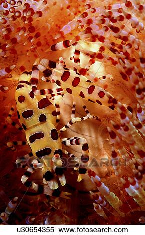 Stock Photography - Commensal Shrimps (Sp. Unknown). Mabul, Sipadan, Borneo, Malaysia, Indo-Pacific.. Fotosearch