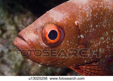 Stock Photograph - Common Bigeye (Priacanthus hamrur). Red Sea.. Fotosearch