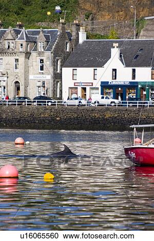 Stock Image - Common Bottlenose Dolphin (Tursiops truncatus truncatus). Bottlenose dolphins make several visits every year to Tobermory Bay. Hebrides, Scotland. Fotosearch