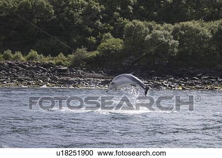 Stock Image - Common Bottlenose Dolphin (Tursiops truncatus truncatus). Hebrides, UK.. Fotosearch