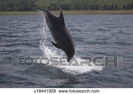 Stock Photo - Common Bottlenose Dolphin (Tursiops truncatus truncatus). Hebrides, UK.. Fotosearch