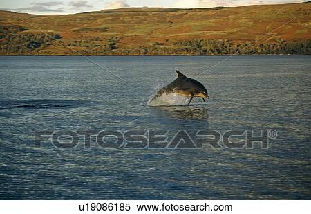 Stock Photography - Common Bottlenose Dolphin (Tursiops truncatus truncatus). Hebrides, Scotland. Fotosearch