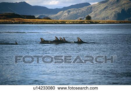 Common Bottlenose Dolphins (Tursiops truncatus truncatus). Hebrides, Scotland View Large Photo Image Stock Image - Common Bottlenose Dolphins (Tursiops truncatus truncatus). Hebrides, Scotland. Fotosearch