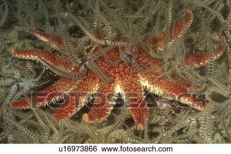 Stock Photograph - Common Brittle star (Ophiothrix fragilis) and Common Starfish (Asterias rubens) St Abbs Marine Reserve, Berwickshire, Scotland (rr). Fotosearch
