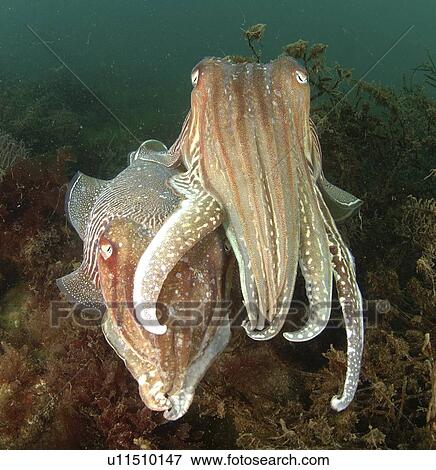 Common Cuttlefish (Sepia officinalis). Pair amongst seaweed, on seabed. Babbacombe, Torquay, South Devon, UK. View Large Photo Image Stock Photo - Common Cuttlefish (Sepia officinalis). Pair amongst seaweed, on seabed. Babbacombe, Torquay, South Devon, UK.. Fotosearch