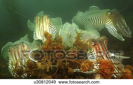 Stock Photo - Common Cuttlefish (Sepia officinalis). Group swimming through seaweed. Babbacombe, Torquay, South Devon, UK.. Fotosearch