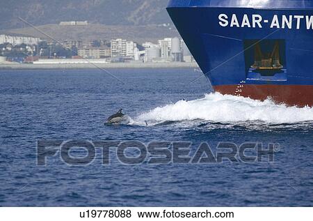 Stock Photo - Common dolphin (Delphinus delphis) bow riding cargo ship. Gibraltar Strait.. Fotosearch