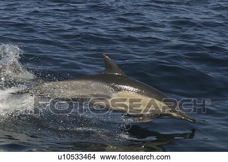 Common Dolphin (Delphinus delphis) porpoising Plettenberg Bay, South Africa. View Large Photo Image Picture - Common Dolphin (Delphinus delphis) porpoising Plettenberg Bay, South Africa.. Fotosearch