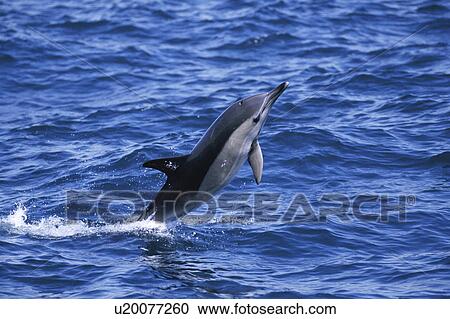 Common dolphin (Delphinus delphis) breaching. Gibraltar. View Large Photo Image Stock Image - Common dolphin (Delphinus delphis) breaching. Gibraltar.. Fotosearch