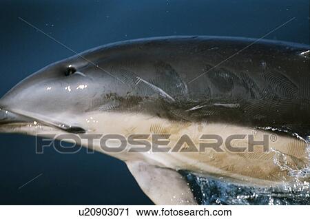 Stock Image - Common dolphin (Delphinus delphis) showing a large number of rake marks on its back inflicted by the teeth of other common dolphins. Hebrides, West coast of Scotland. . Fotosearch