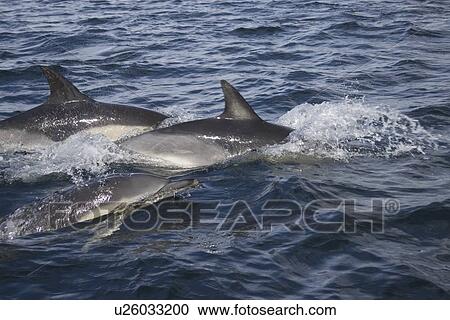 Common dolphin (Delphinus delphis). Hebrides, Scotland View Large Photo Image Stock Image - Common dolphin (Delphinus delphis). Hebrides, Scotland. Fotosearch