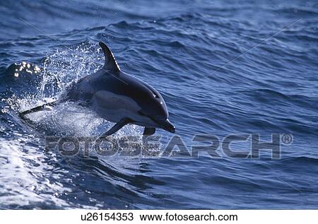 Stock Image - Common dolphin (Delphinus delphis) leaping from wave. Shows position of pectoral fins for direction and tail for power. Gibraltar. Fotosearch