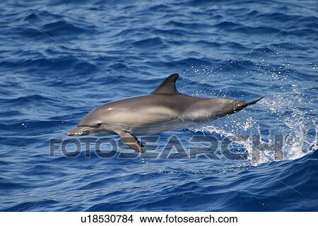 Picture - Common dolphin jumping above surface (Delphinus delphis) Azores, Atlantic Ocean. Fotosearch