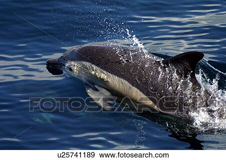 Common dolphin surfacing (Delphinus delphis) Azores, Atlantic Ocean View Large Photo Image Stock Photo - Common dolphin surfacing (Delphinus delphis) Azores, Atlantic Ocean. Fotosearch
