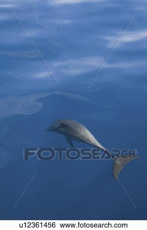 Common Dolphins. Baja, Mexico (rr) View Large Photo Image Stock Photograph - Common Dolphins. Baja, Mexico (rr). Fotosearch