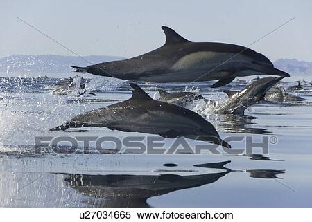 Stock Photography - Common Dolphins. Baja, Mexico (rr). Fotosearch
