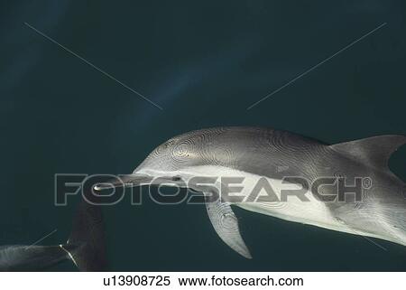 Stock Photography - Common Dolphins. Baja, Mexico. Fotosearch