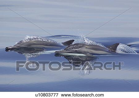 Stock Photo - Common Dolphins (Delphinus capensis). Two surfacing. Gulf of California.. Fotosearch