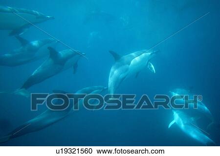 Common dolphins (Delphinus delphis). Social group underwater. Gibraltar Bay. View Large Photo Image Stock Image - Common dolphins (Delphinus delphis). Social group underwater. Gibraltar Bay.. Fotosearch