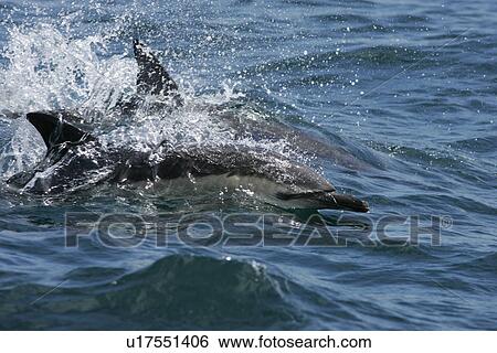 Common dolphins (Delphinus delphis) surfacing at speed with eye visible above the surface. Hebrides, Scotland. View Large Photo Image Stock Photograph - Common dolphins (Delphinus delphis) surfacing at speed with eye visible above the surface. Hebrides, Scotland.. Fotosearch