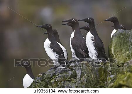 Picture - Common guillemot (Uria aalge) nesting near the Fuglefjellet cliffs (411m) on Bear Island in the Svalbard Archipeligo, which form the highest seabird cliffs in the North Atlantic Ocean. Barents Sea, Norway. In North America this bird species is known as . Fotosearch