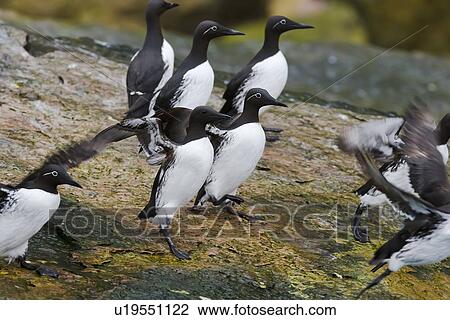 Stock Image - Common guillemot (Uria aalge) nesting near the Fuglefjellet cliffs (411m) on Bear Island in the Svalbard Archipeligo, which form the highest seabird cliffs in the North Atlantic Ocean. Barents Sea, Norway. In North America this bird species is known as . Fotosearch