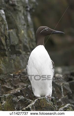 Stock Photo - Common guillemot (Uria aalge) nesting near the Fuglefjellet cliffs (411m) on Bear Island in the Svalbard Archipeligo, which form the highest seabird cliffs in the North Atlantic Ocean. Barents Sea, Norway. In North America this bird species is known as . Fotosearch