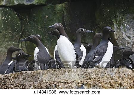 Stock Photograph - Common guillemot (Uria aalge) nesting near the Fuglefjellet cliffs (411m) on Bear Island in the Svalbard Archipeligo, which form the highest seabird cliffs in the North Atlantic Ocean. Barents Sea, Norway. In North America this bird species is known as . Fotosearch