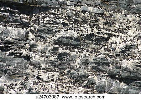 Stock Photo - Common Guillimots (Uria aalge) colony nesting on cliffs, South Stack, Anglesey. Fotosearch