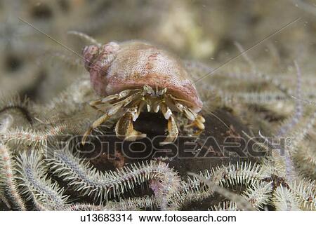 Picture - Common Hermit Crab (Pagarus berhardus), clear view of pink & brown coloured hermit crab and shell with brittle starfish, St Abbs, Scotland, UK North Sea. Fotosearch