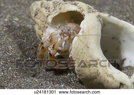 Common Hermit Crab (Pagarus berhardus), clear view of pink & brown coloured hermit crab in shell too big for crab, St Abbs, Scotland, UK North Sea View Large Photo Image Stock Image - Common Hermit Crab (Pagarus berhardus), clear view of pink & brown coloured hermit crab in shell too big for crab, St Abbs, Scotland, UK North Sea. Fotosearch