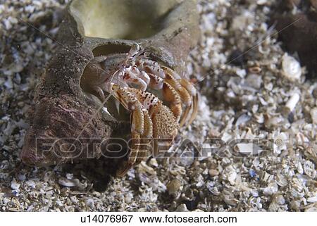 Stock Photo - Common Hermit Crab (Pagarus berhardus), clear view of pink & brown coloured hermit crab in shell too big for crab, St Abbs, Scotland, UK North Sea. Fotosearch