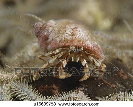 Stock Photo - Common Hermit Crab (Pagarus berhardus), clear view of pink & brown coloured hermit crab and shell with brittle starfish, St Abbs, Scotland, UK North Sea. Fotosearch