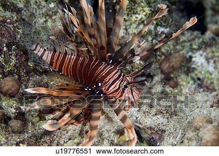 Stock Image - Common Lionfish (Pterois volitans). Red Sea.. Fotosearch