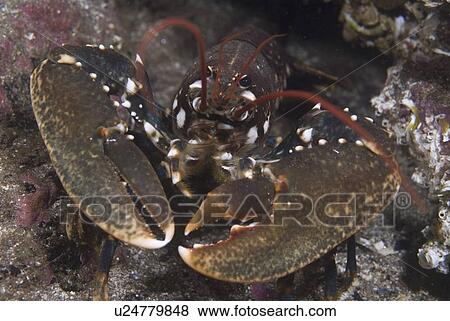 Common Lobster (Homarus gammarus), nice view of lobster facing forward showing both large claws and red antennae, St Abbs, Scotland, UK North Sea View Large Photo Image Stock Photo - Common Lobster (Homarus gammarus), nice view of lobster facing forward showing both large claws and red antennae, St Abbs, Scotland, UK North Sea. Fotosearch