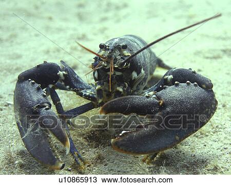 Stock Image - Common lobster. UK. Fotosearch