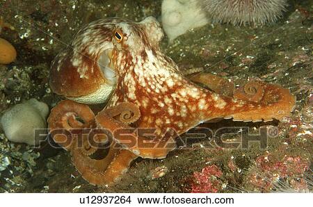 Picture - Common Octopus (Octopus vulgaris). St Abbs Reserve, Berwickshire, Scotland (rr). Fotosearch