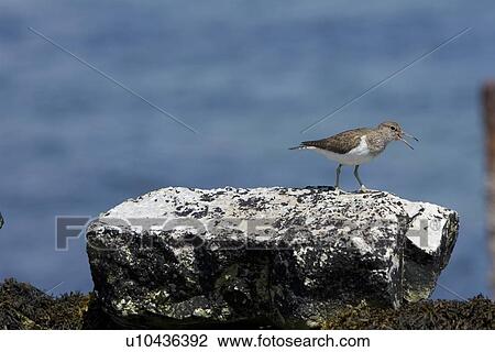 Stock Image - Common Sandpiper (Actitis hypoleucos) on rocky marine foreshore. Hebrides, Scotland.. Fotosearch