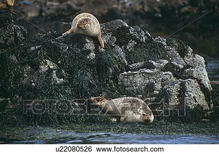 Stock Photograph - Common seal (Phoca vitulina). Hebrides, Scotland. Fotosearch