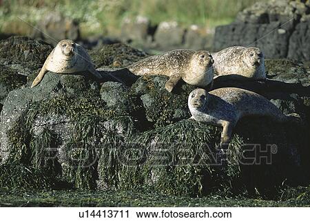 Common seals (Phoca vitulina) hauled out on seaweed covered rocks, near Isle of Mull, Scotland View Large Photo Image Stock Image - Common seals (Phoca vitulina) hauled out on seaweed covered rocks, near Isle of Mull, Scotland. Fotosearch