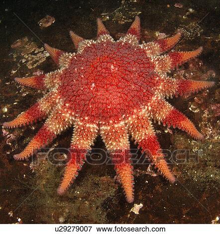 Common Sunstar (Crossaster Papposus). St Abbs Head, Scotland, UK, North Sea. View Large Photo Image Stock Photo - Common Sunstar (Crossaster Papposus). St Abbs Head, Scotland, UK, North Sea.. Fotosearch