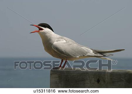 Stock Photograph - Common tern (Sterna hirundo) calling. UK. Fotosearch