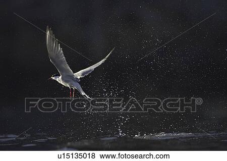 Common Tern (Sterna hirundo) emerging from water after a fishing dive. Oban, Argyll, Scotland, UK (rr).  View Large Photo Image Stock Photo - Common Tern (Sterna hirundo) emerging from water after a fishing dive. Oban, Argyll, Scotland, UK (rr). . Fotosearch