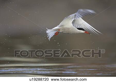 Common Tern (Sterna hirundo) flying in Oban town centre while fishing, just after emerging from water after a fishing dive. Oban, Argyll, Scotland, UK View Large Photo Image Stock Image - Common Tern (Sterna hirundo) flying in Oban town centre while fishing, just after emerging from water after a fishing dive. Oban, Argyll, Scotland, UK. Fotosearch